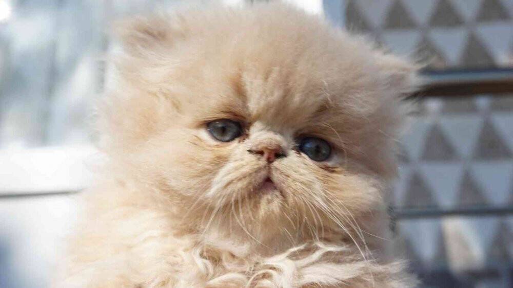 İran kedileriyle hayvan sevgisini aşılıyor