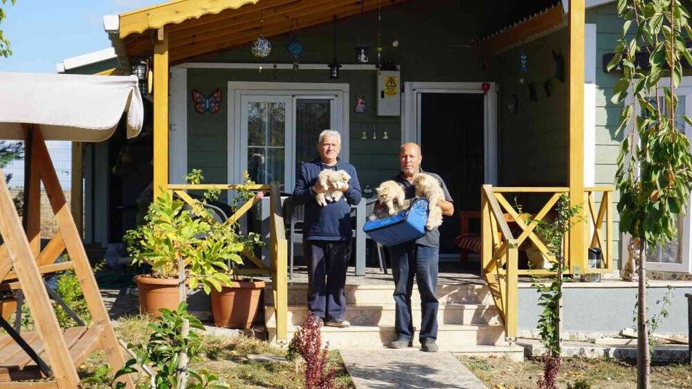 İran kedileriyle hayvan sevgisini aşılıyor