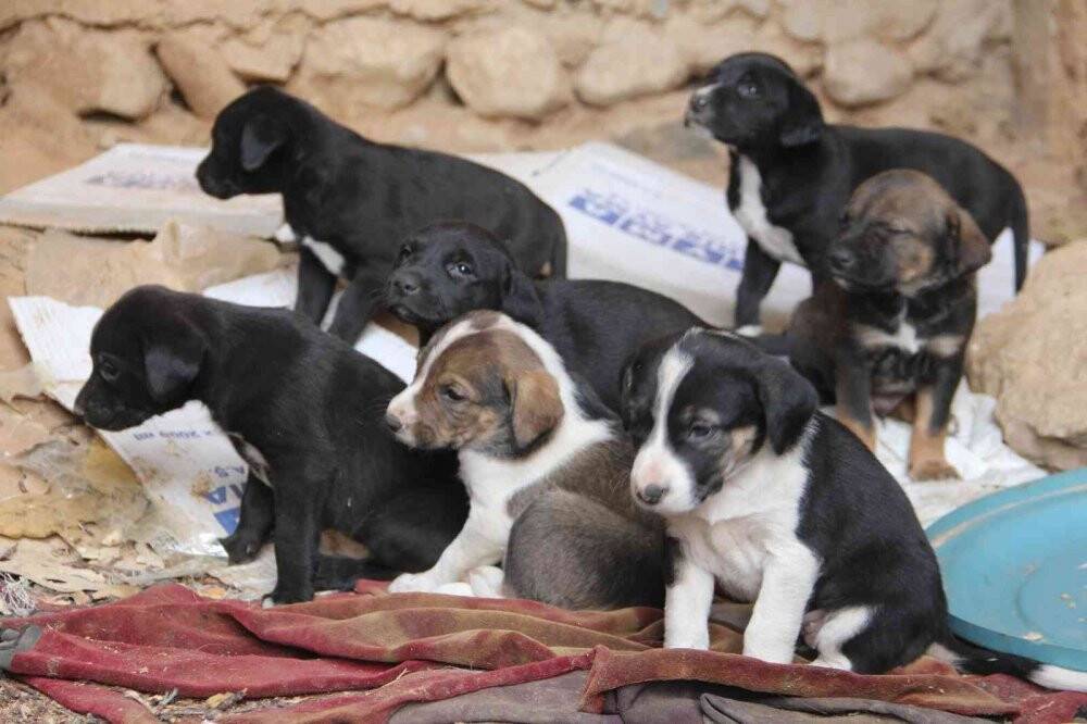 Anlamlı proje ile Şehit Fethi Sekin unutulmadı