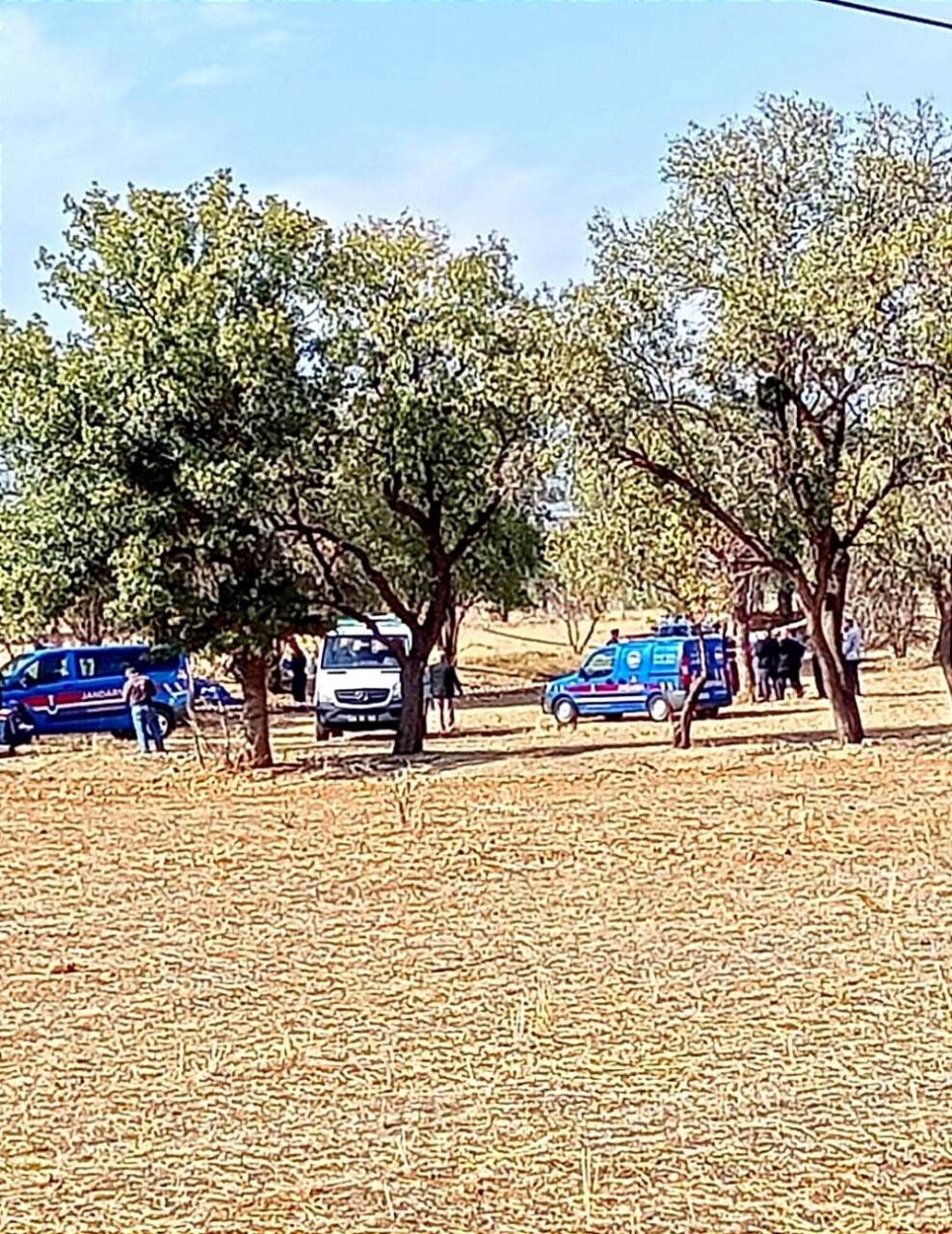 Ağaçtan düşen yaşlı adam yaşamını yitirdi