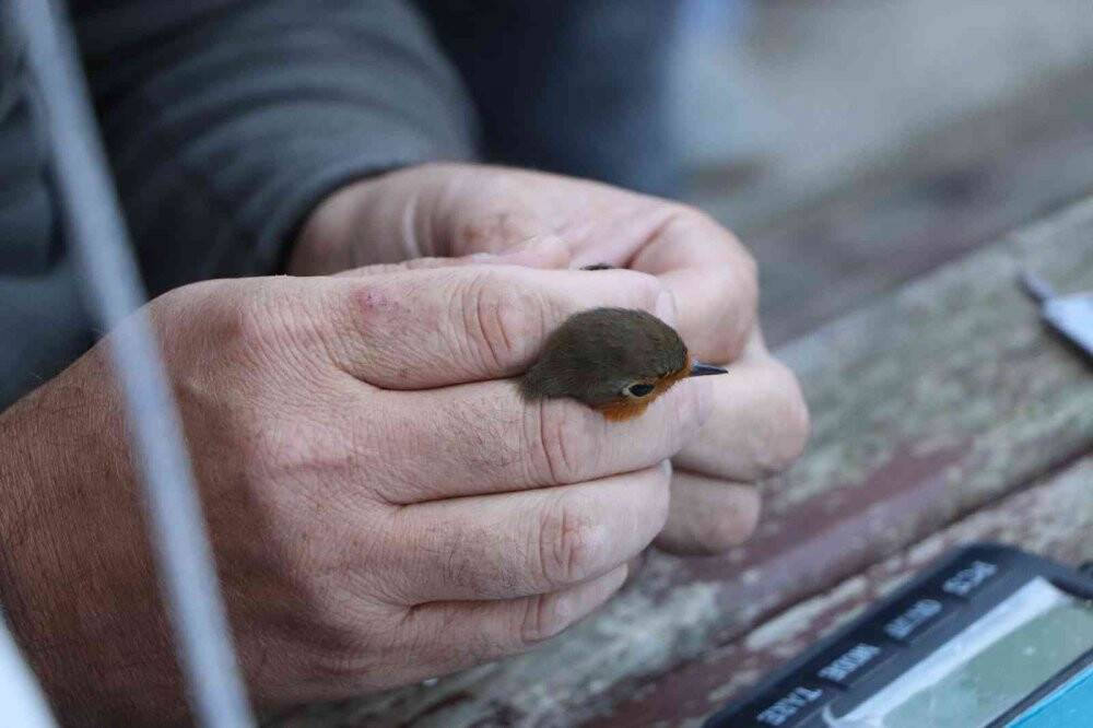 Kuş Cenneti’nde 170 bin kuş halkalandı