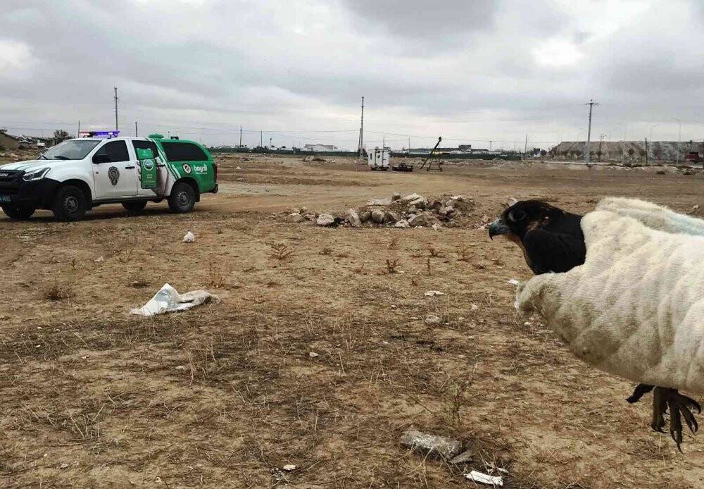 Arazide ayakları bağlı bulunan doğan tedaviye alındı