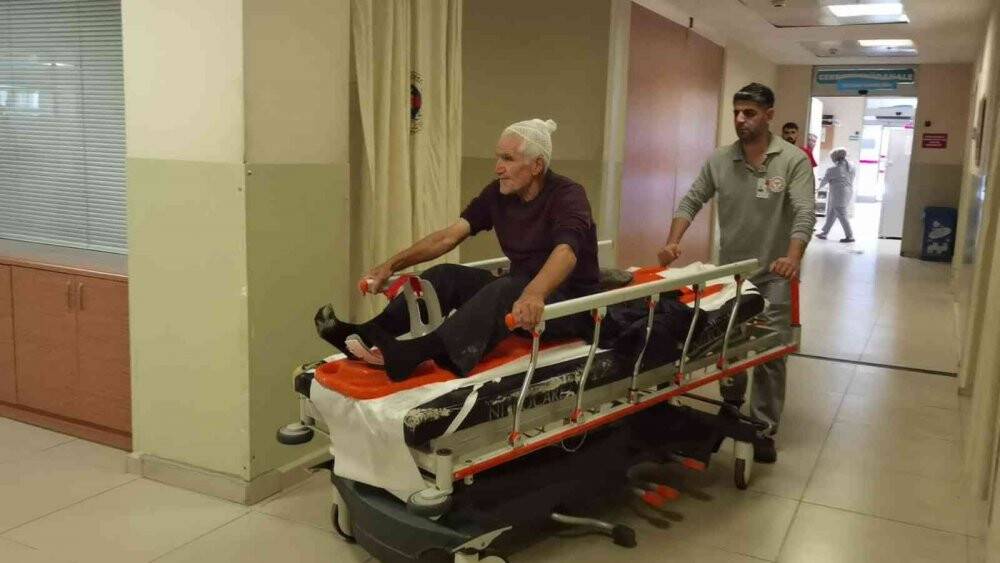 Cip ağaç fidanlarının üzerinde askıda kaldı