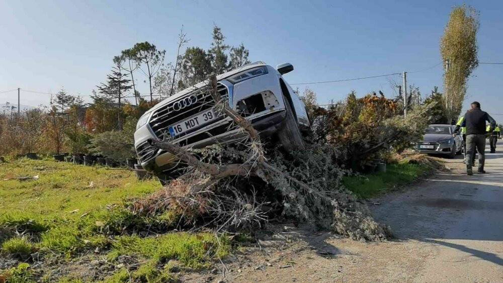Cip ağaç fidanlarının üzerinde askıda kaldı