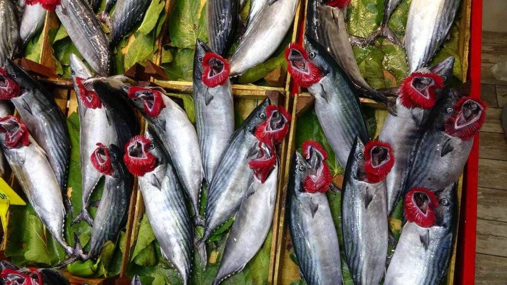 Palamudun bolluğu hamsinin kıtlığı