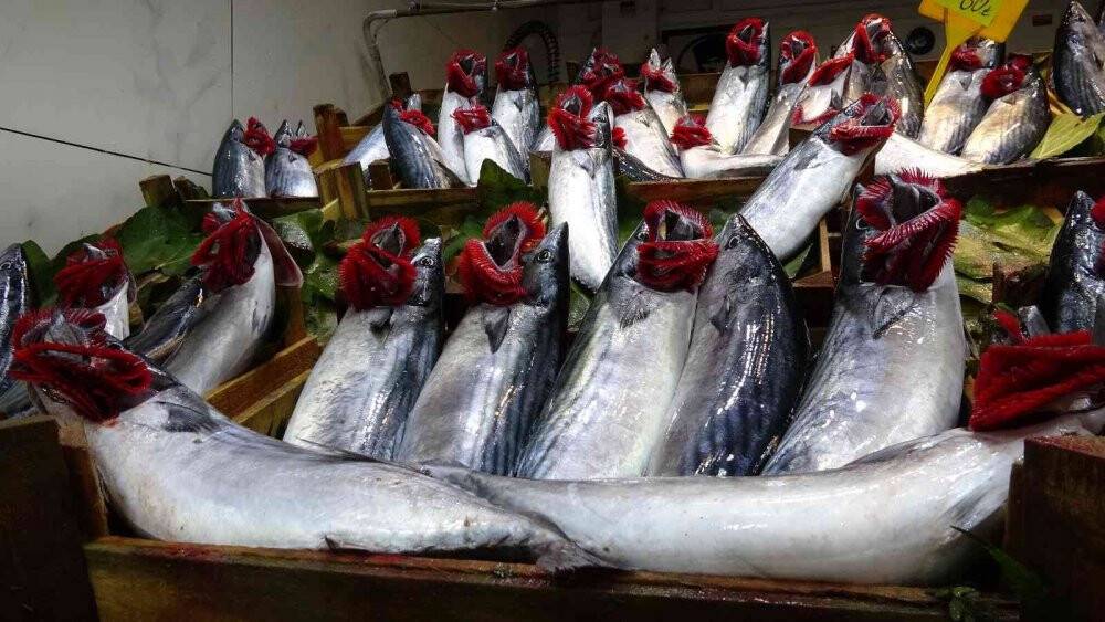 Palamudun bolluğu hamsinin kıtlığı