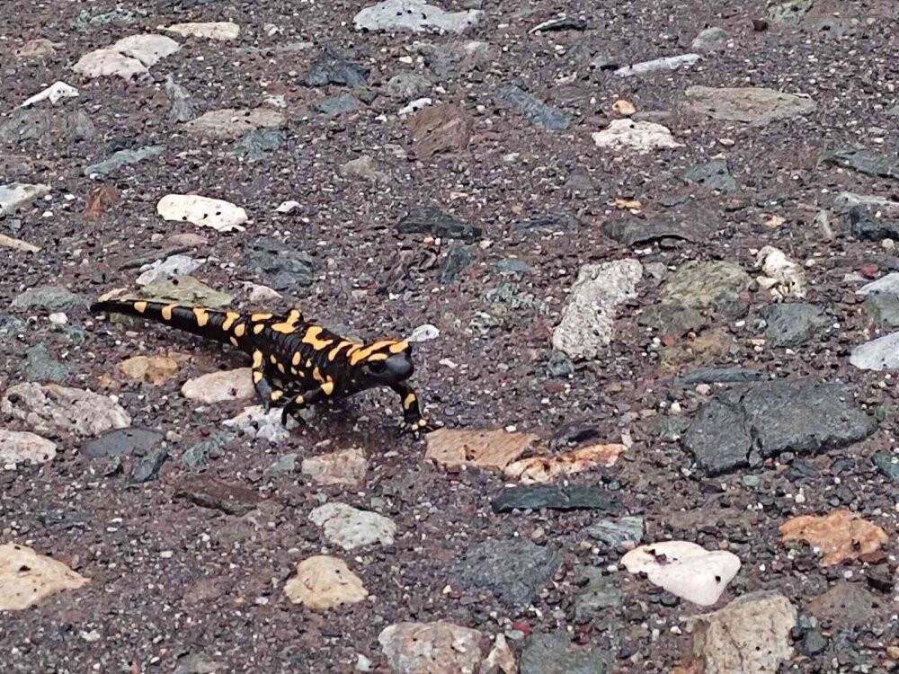 O il de görüldü, türüne az rastlanıyor