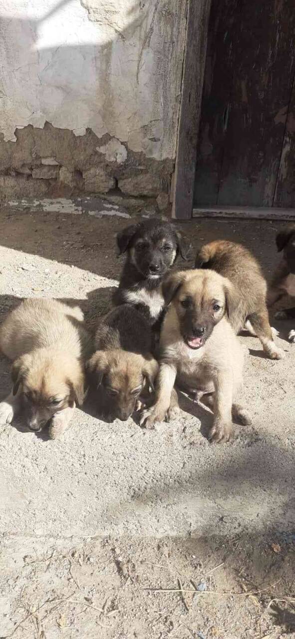 10 yavrusu olan anne köpeği zehirlemişler