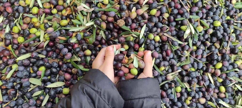 Üretimin yarısı ihracata gidiyor