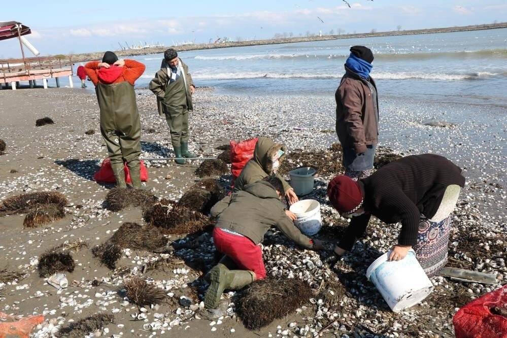 4 milyonluk salyangoz ihracatı