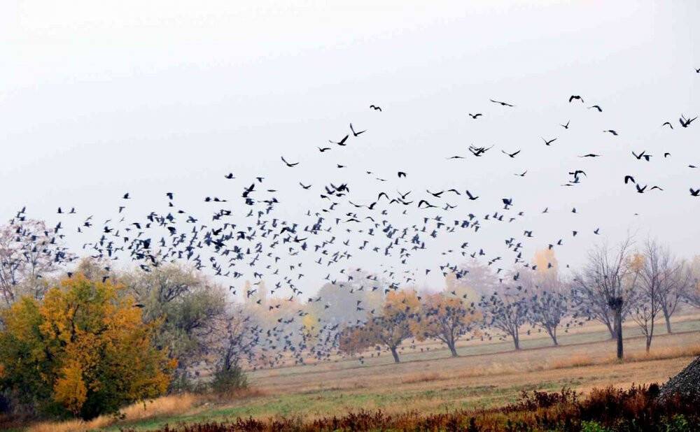 Doğu bölgesinde sis ve pus etkili oldu