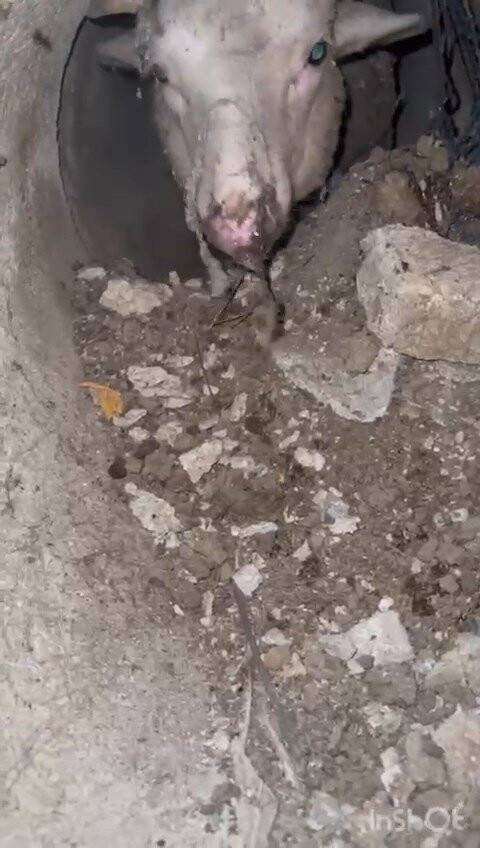 Kuzu için yolu kazdılar