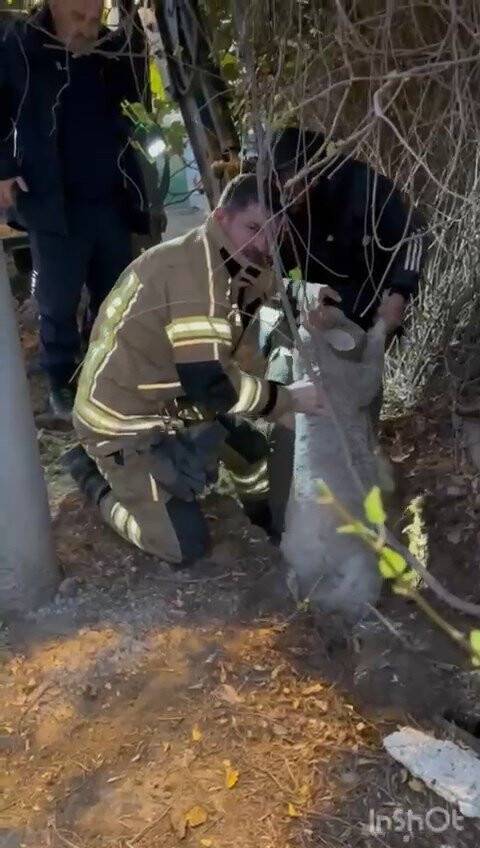 Kuzu için yolu kazdılar