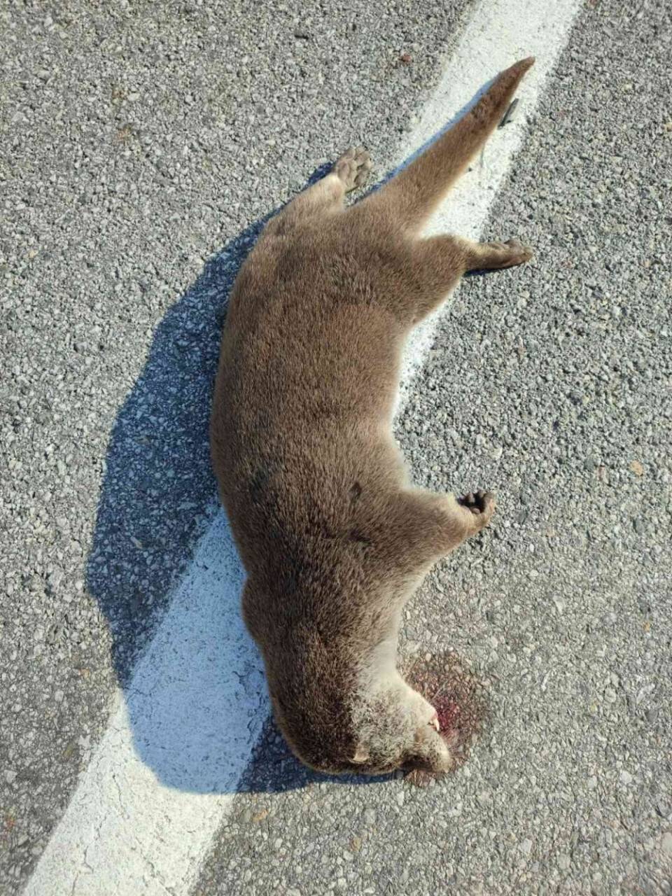 Nesli tükenme tehdidi altındaydı  kaza kurbanı oldu