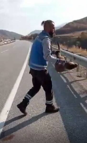 Nesli tükenme tehdidi altındaydı  kaza kurbanı oldu