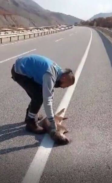 Nesli tükenme tehdidi altındaydı  kaza kurbanı oldu