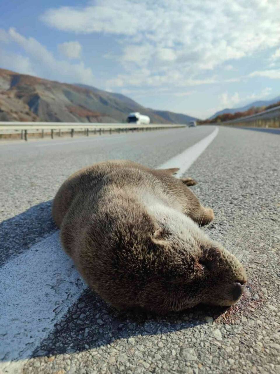 Nesli tükenme tehdidi altındaydı  kaza kurbanı oldu