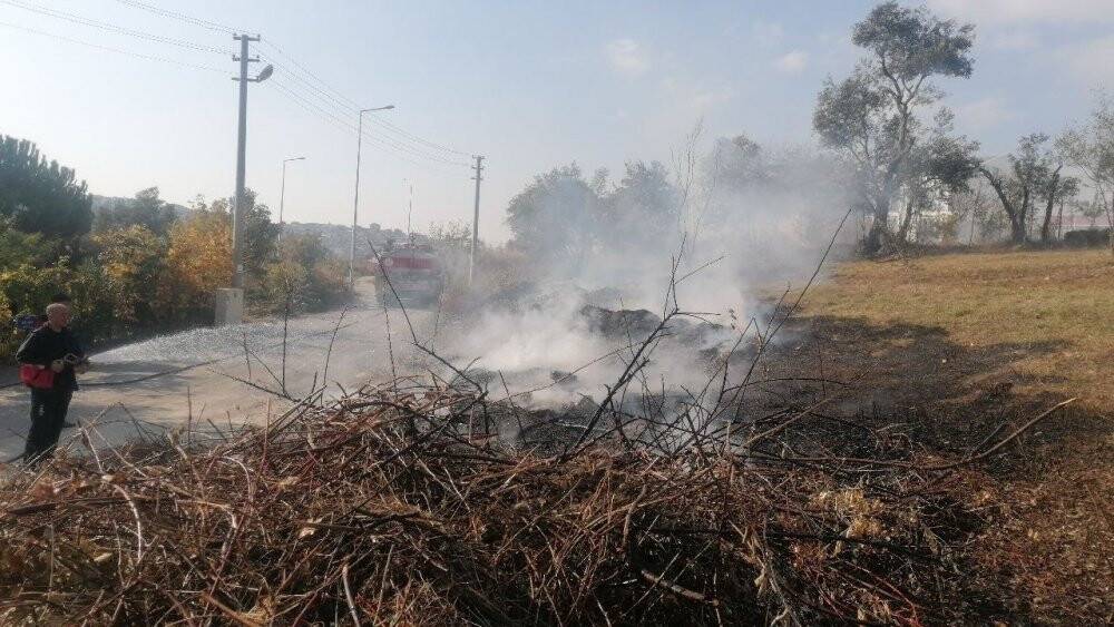 Zeytin ağaçları yangında  zarar gördü
