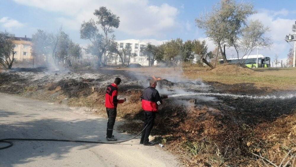 Zeytin ağaçları yangında  zarar gördü