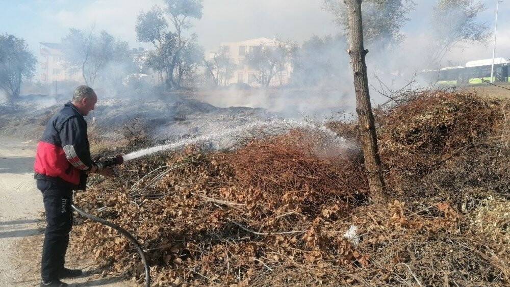 Zeytin ağaçları yangında  zarar gördü