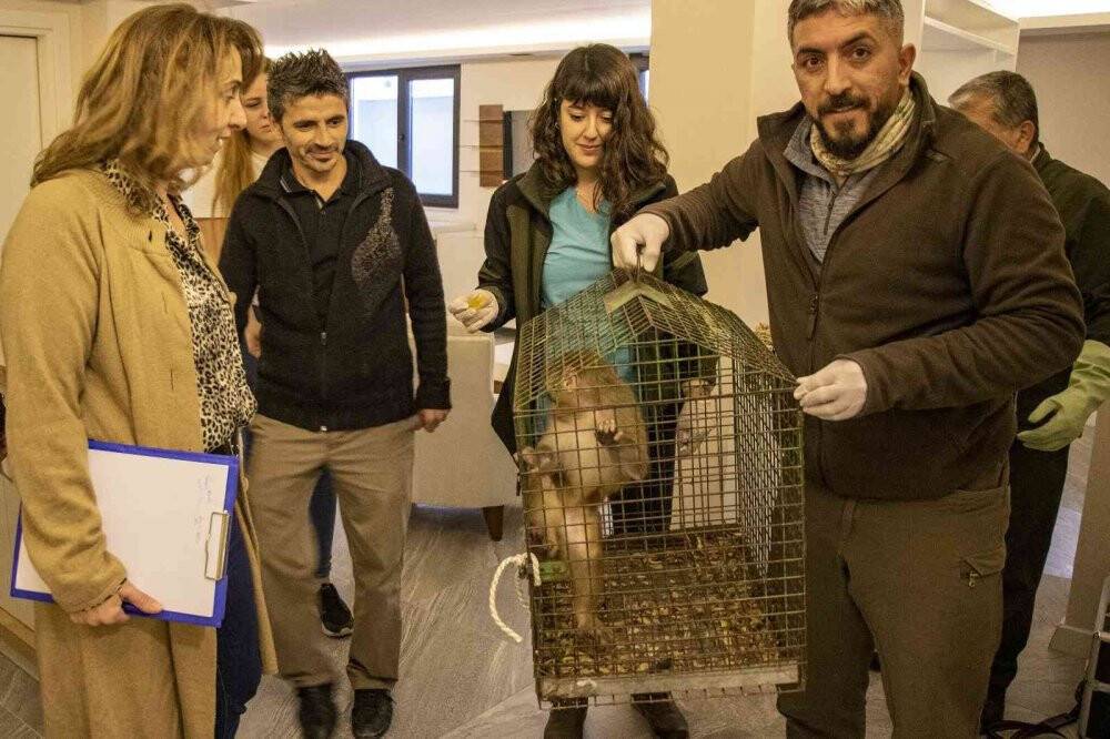 Şoke eden olayda evine maymun girdi