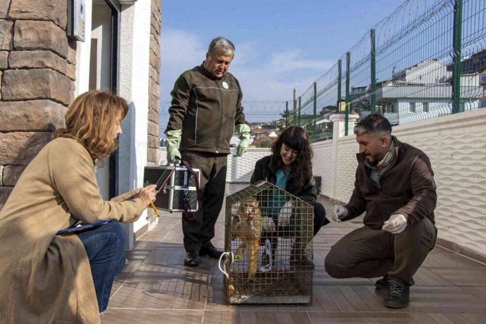 Şoke eden olayda evine maymun girdi