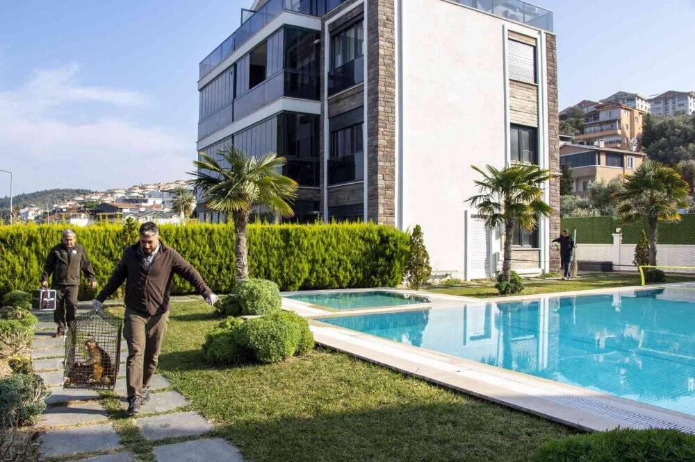 Şoke eden olayda evine maymun girdi