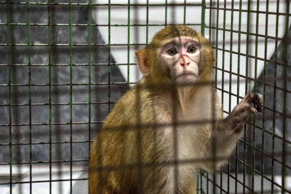 Şoke eden olayda evine maymun girdi