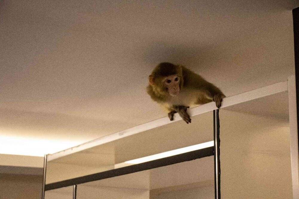 Şoke eden olayda evine maymun girdi