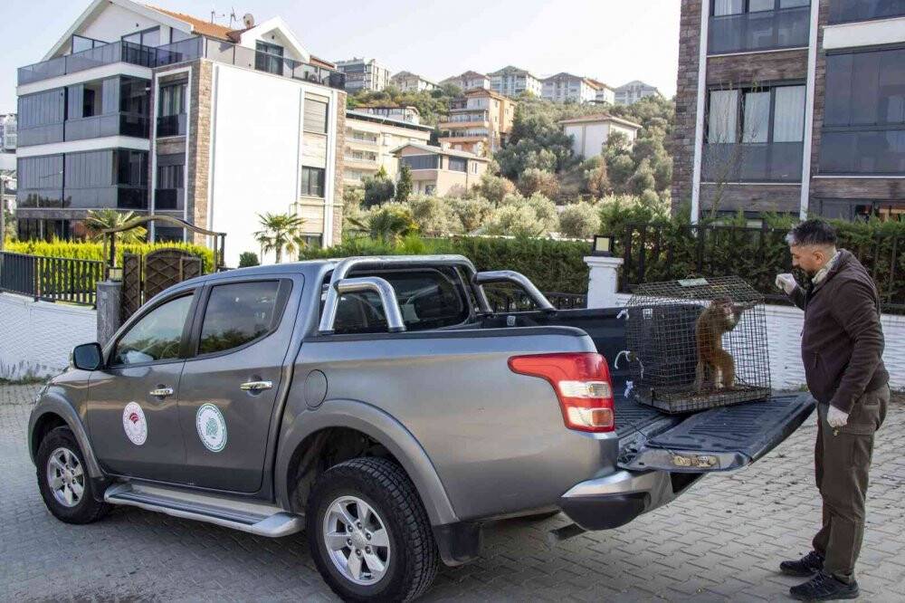 Şoke eden olayda evine maymun girdi