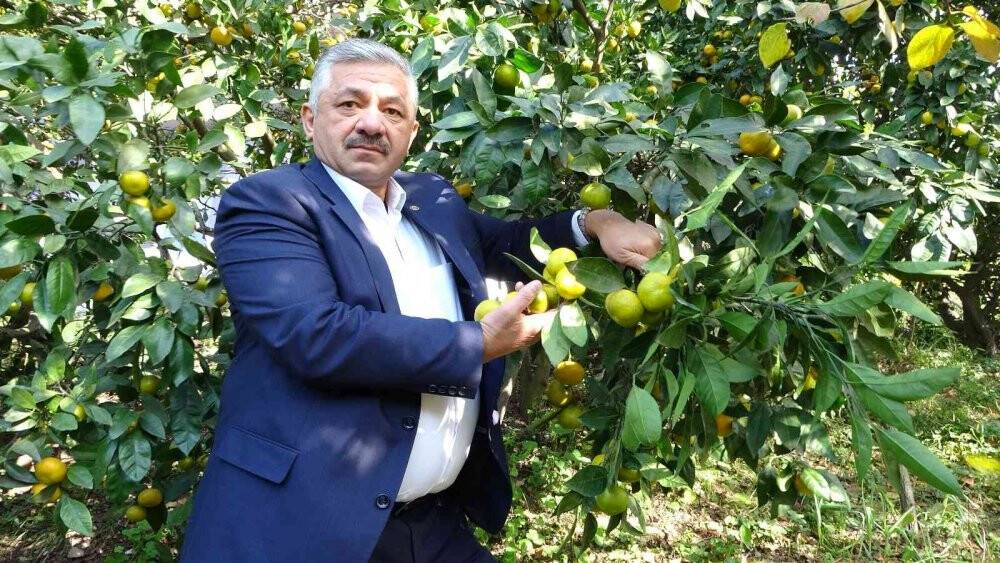 Karadeniz’de hasadı başladı, fındık üreticilerine ek gelir oluyor