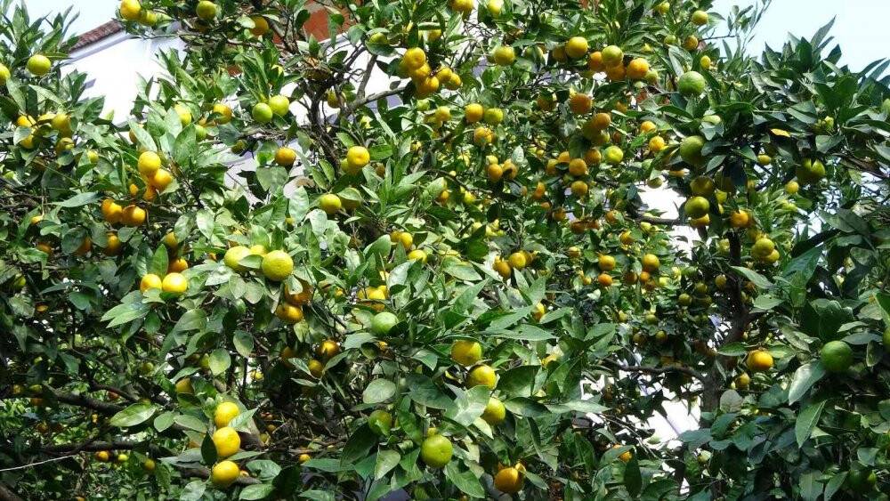 Karadeniz’de hasadı başladı, fındık üreticilerine ek gelir oluyor