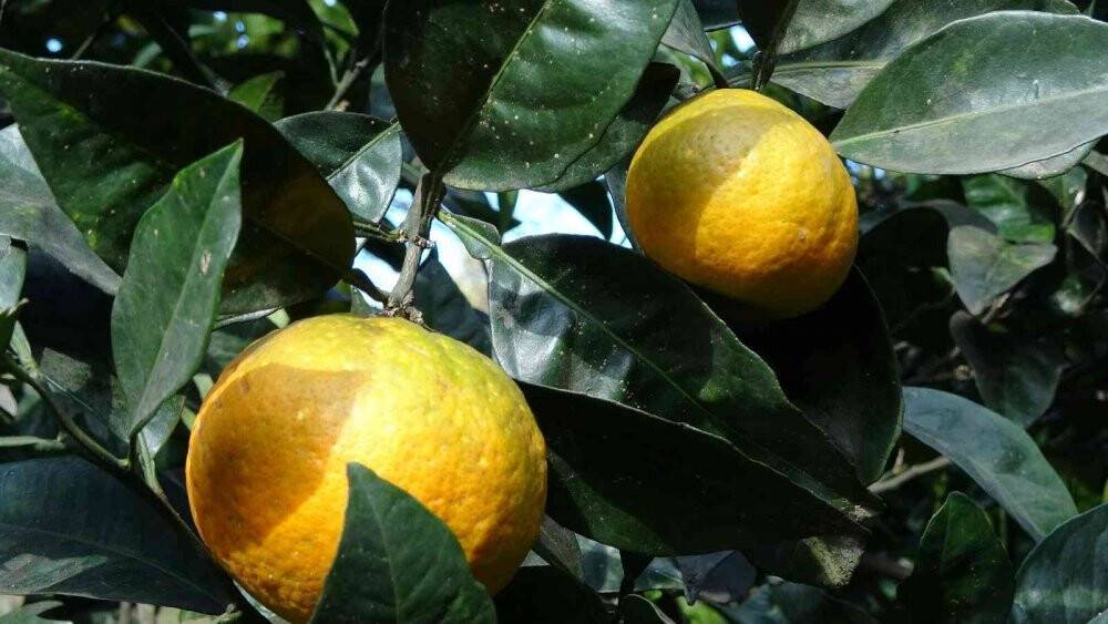 Karadeniz’de hasadı başladı, fındık üreticilerine ek gelir oluyor