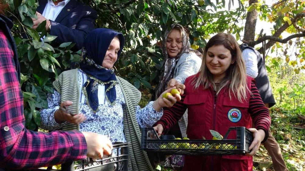 Karadeniz’de hasadı başladı, fındık üreticilerine ek gelir oluyor