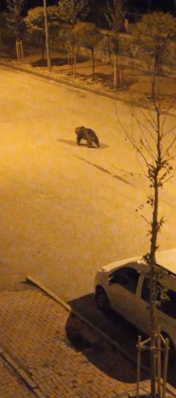 Şehre indi, caddelerde dolaştı