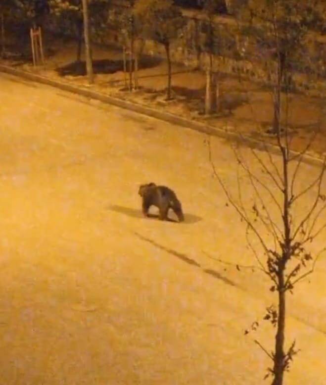 Şehre indi, caddelerde dolaştı