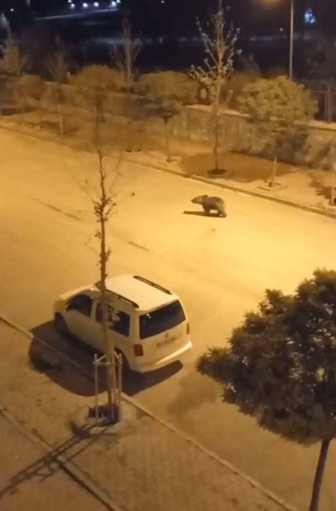 Şehre indi, caddelerde dolaştı