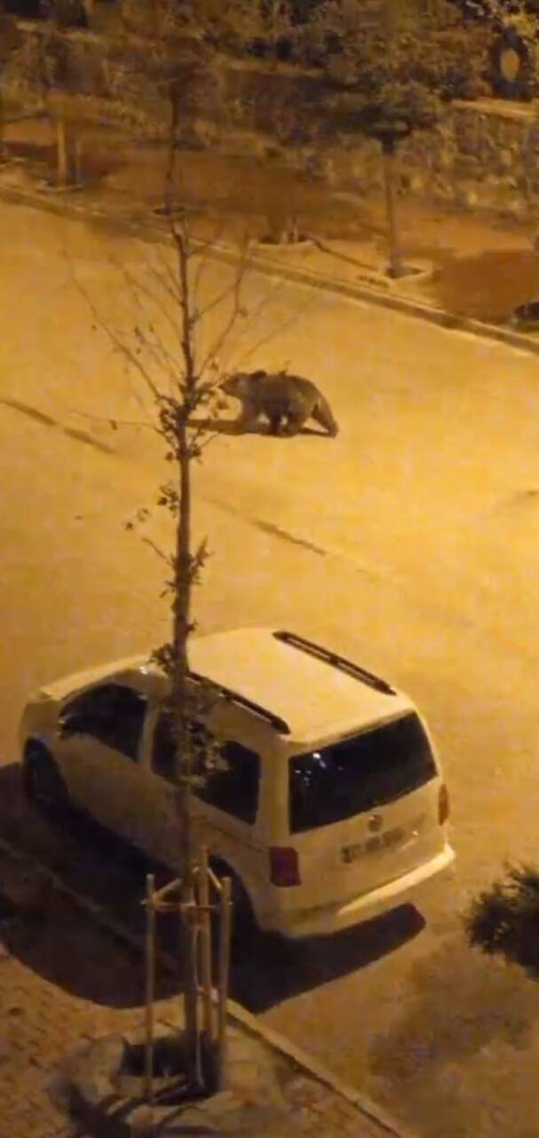 Şehre indi, caddelerde dolaştı