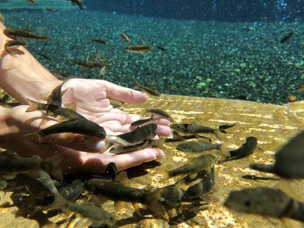 Çalıntısı şifa değil tehlike saçıyor