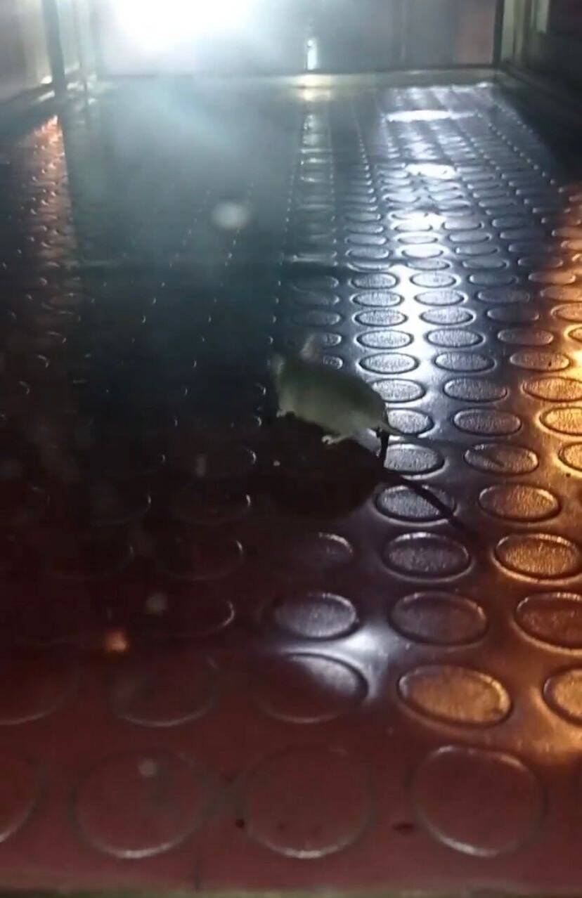 Mide bulandıran görüntü: Simit tezgahından çıktı