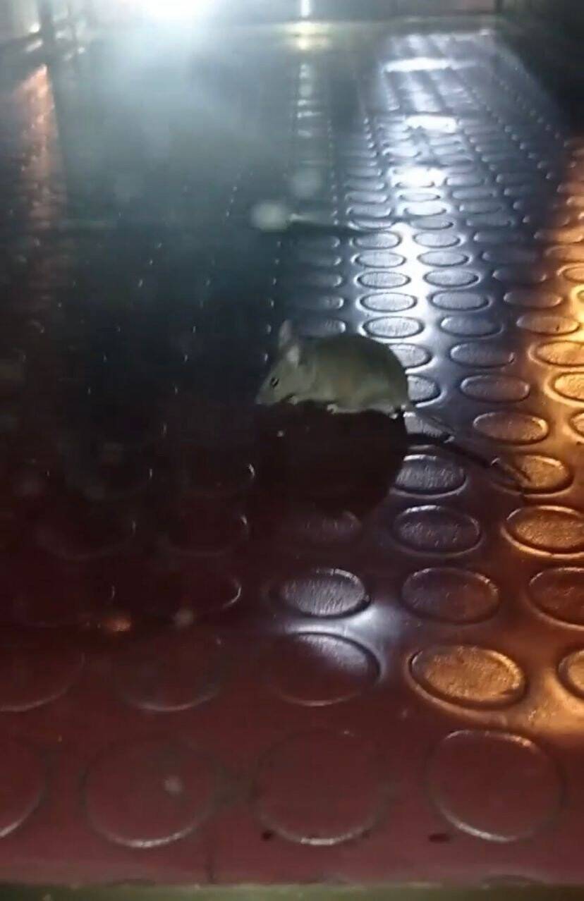 Mide bulandıran görüntü: Simit tezgahından çıktı