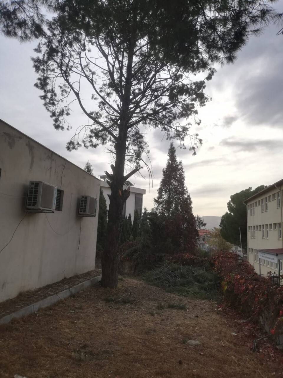 Ağaç budamak sonu oldu
