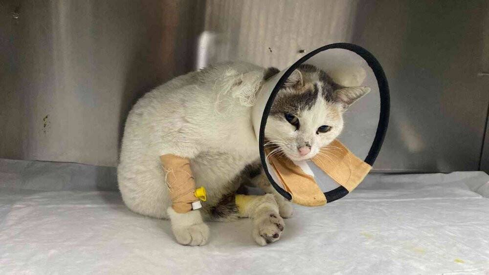 Otomobilin çarptı parmakları kırıldı