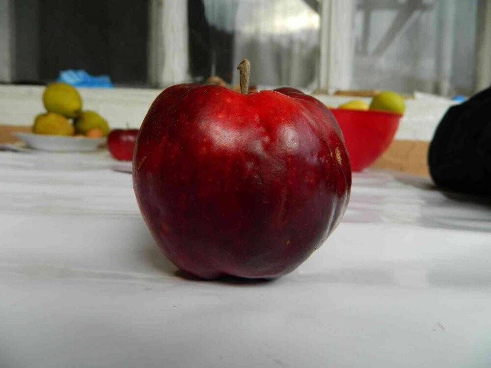 Sadece o ilimizde yetişiyor, yiyenler hayran