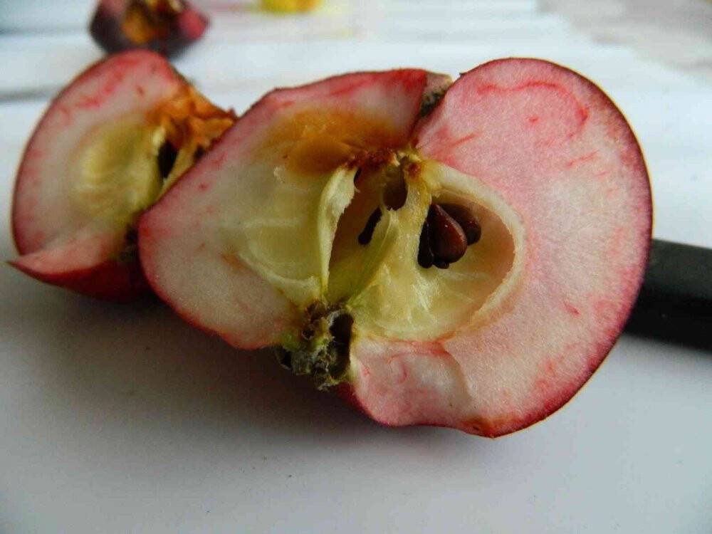 Sadece o ilimizde yetişiyor, yiyenler hayran