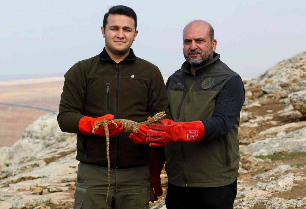 Çöl varanı tedaviye alındı