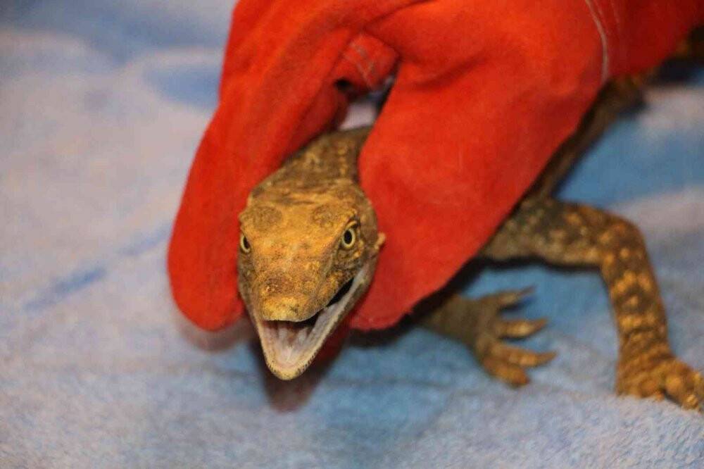 Çöl varanı tedaviye alındı