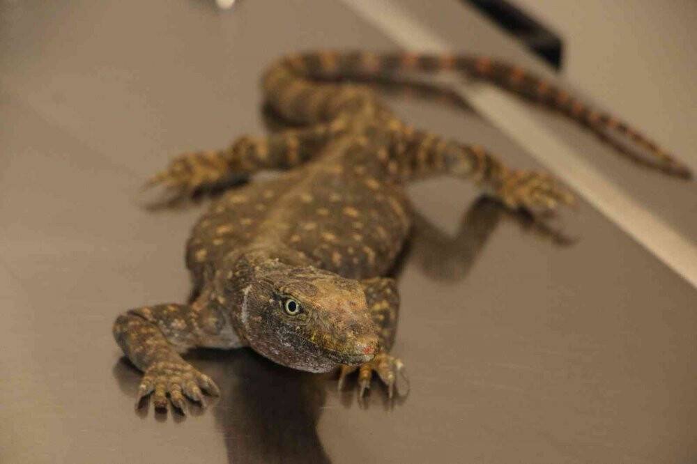 Çöl varanı tedaviye alındı