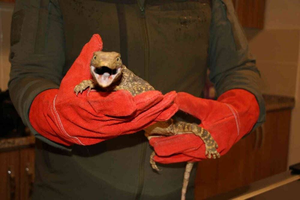 Çöl varanı tedaviye alındı