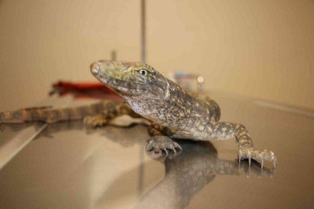 Çöl varanı tedaviye alındı